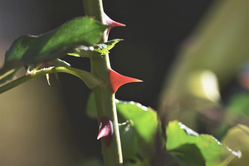 Cercas Vivas Protetoras: Plantas Espinhosas para Paisagismo e Segurança