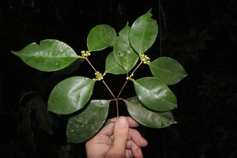 Descoberta de Árvore Frutífera Única no Brasil: Parente das Jabuticabeiras