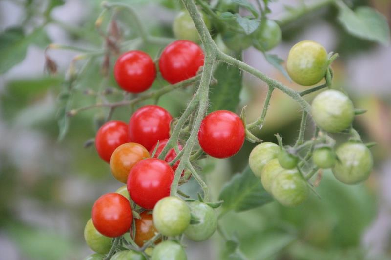 Nova tecnologia oferece cultivo sustentável de Tomate-Cereja