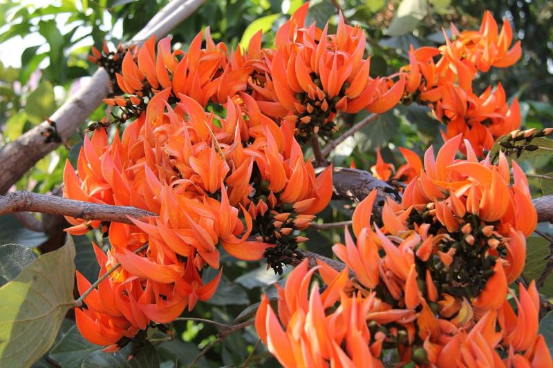  Erythrina caffra, uma das plantas com nomes considerados racistas. CR: Pixabay