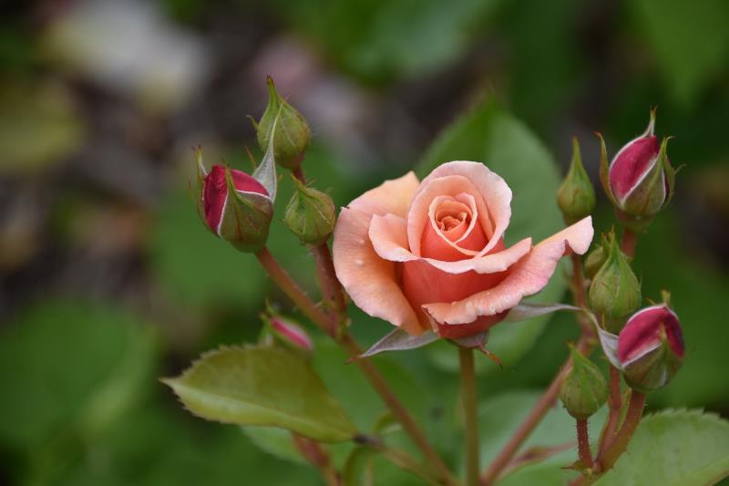 Rosa Trepadeira: Características, Curiosidades e Dicas de Cultivo para um Jardim Encantador