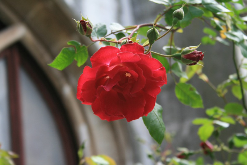 História e Evolução do Hibridismo Vegetal: A Rosa como Protagonista