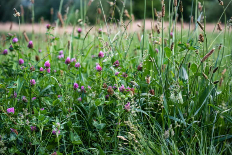 Plantas que Ajudam no Controle do Estresse: Metabólitos Benéficos como os da Lavanda