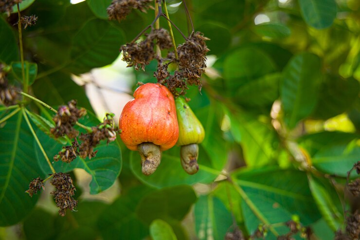 Ciclos Verdes: A Fascinante Reprodução das Plantas