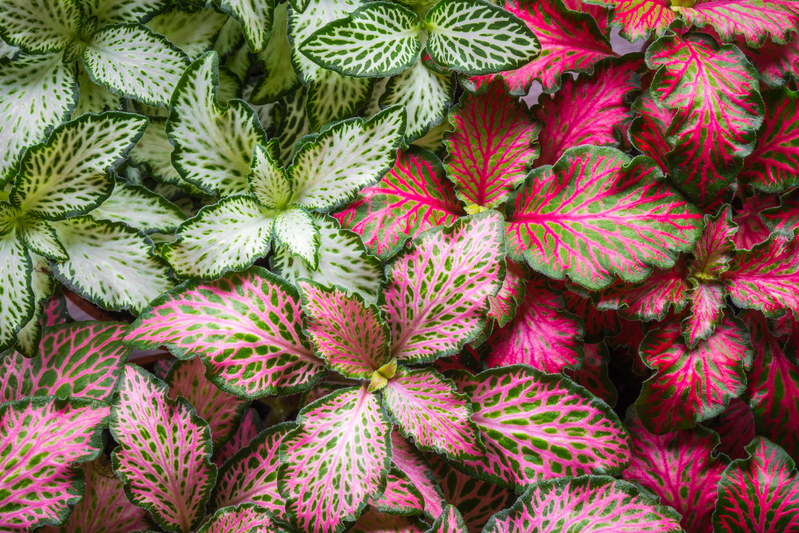 Plantas Variegadas: Beleza e Cuidados Especiais