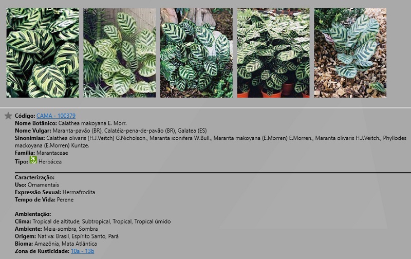 Calathea makoyana no Sistema da AuE Software