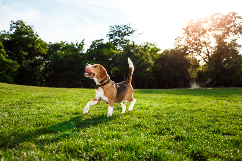Jardins Pet-Friendly: Como Criar um Espaço Seguro e Estimulante para Pets e Plantas