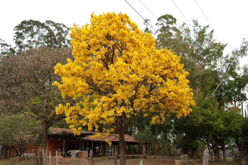A Importância das Plantas Nativas na Construção de Espaços Sustentáveis