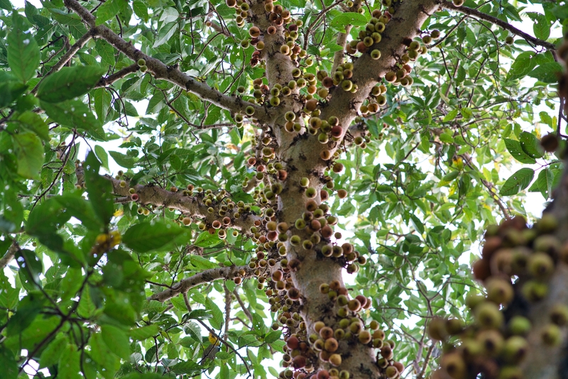 Plantas Nativas do Brasil