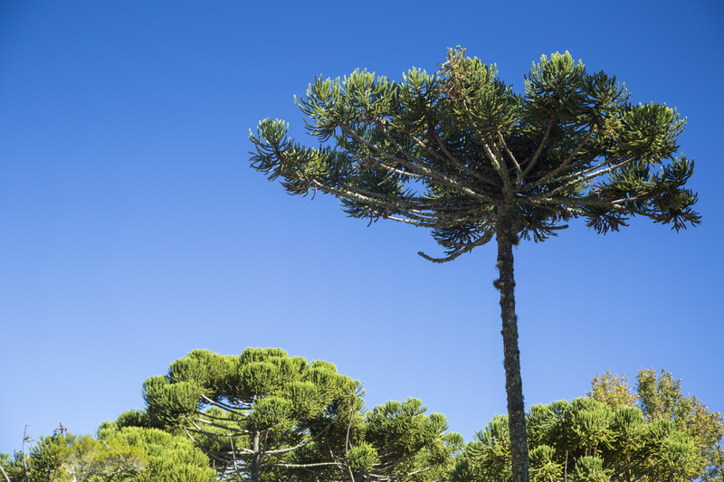 Plantas Nativas do Brasil