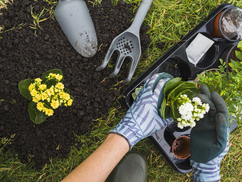 Cuidados com as plantas essenciais