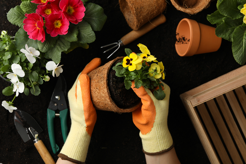 Cuidados com as plantas essenciais Cuidados com as plantas essenciais