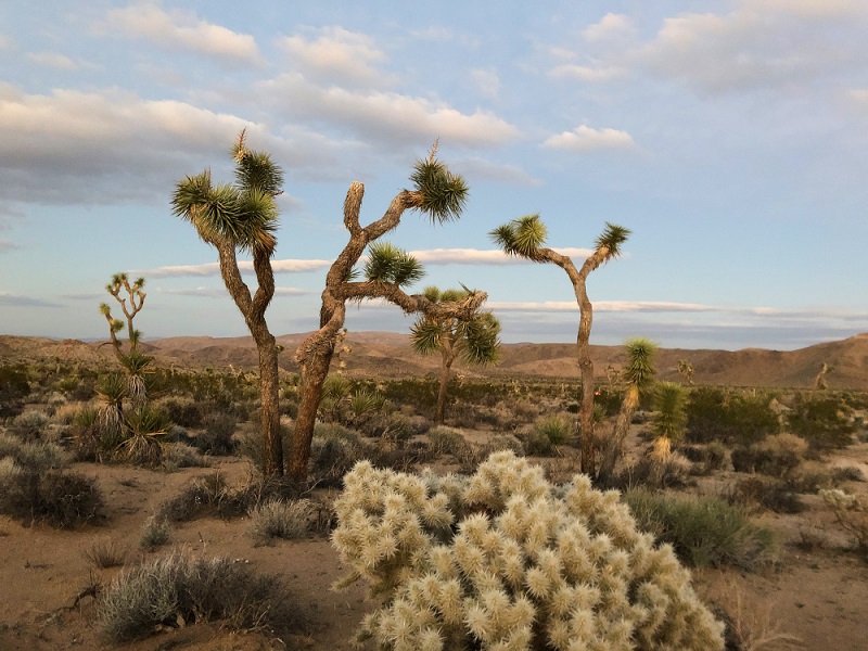 Plantas em Ambientes Inóspitos: Como as plantas se adaptam à vida em climas áridos