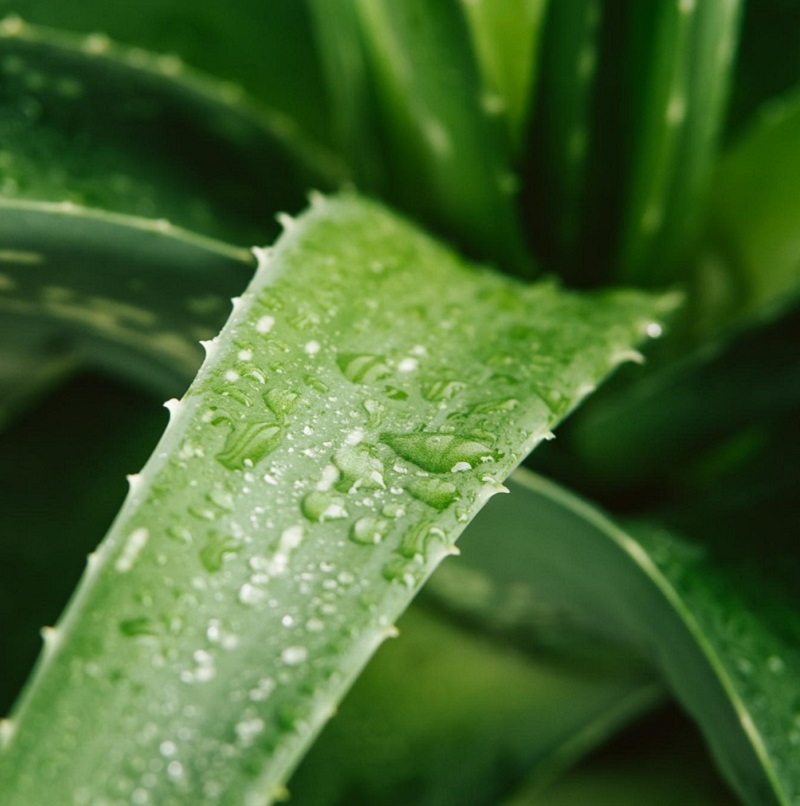 <i>Aloe vera</i> (ALVE). <i>Aloe vera</i> (ALVE).
