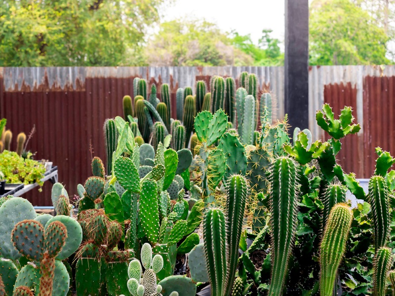 Jardim de cactos.