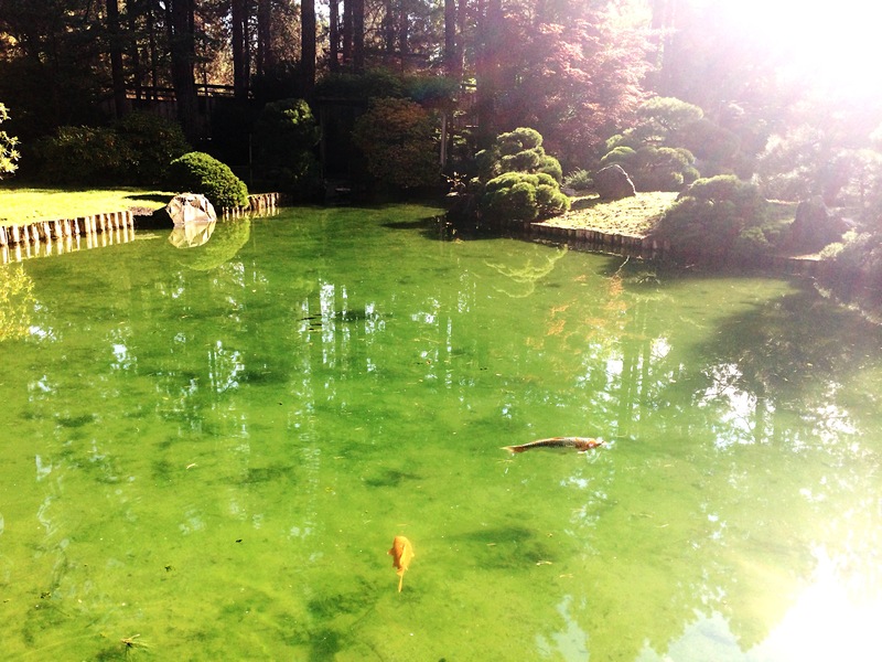 Como Construir um Lago Ornamental no Jardim: um Refúgio Natural e Sofisticado
