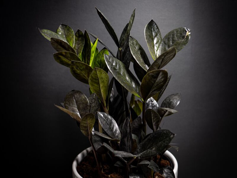 Zamioculca (Zamioculcas zamiifolia)
