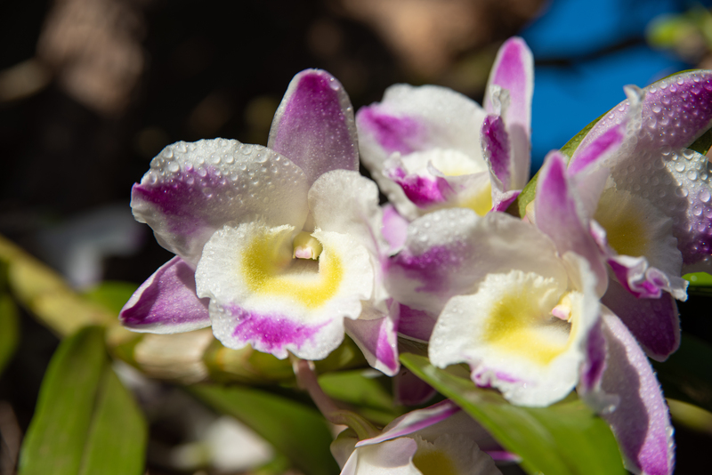 Orquídeas (família Orchidaceae)