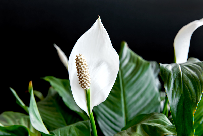Lírio-da-paz (Spathiphyllum wallisii)