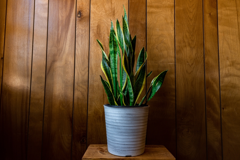 Espada-de-São-Jorge (Sansevieria trifasciata)
