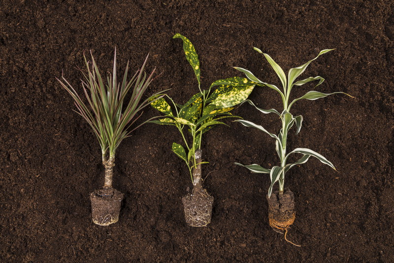 Berço ou Cova? O Primeiro Passo para um Jardim Saudável Começa Aqui