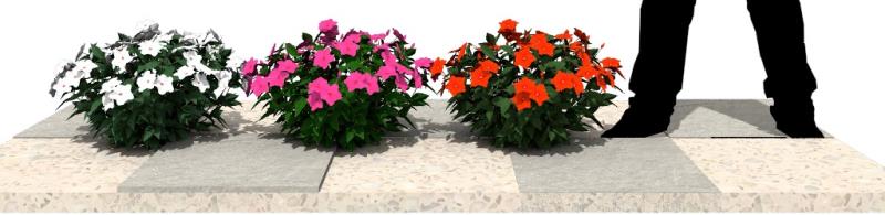 IMHA2, IMHA6 e IMHA8