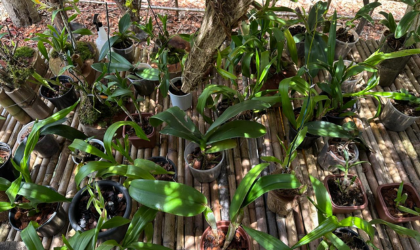 Oficina ensina técnicas de cultivo de orquídeas para iniciantes em Parelheiros