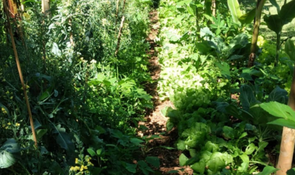 Curso sobre Sistemas Agroflorestais capacita munícipes na UMAPAZ