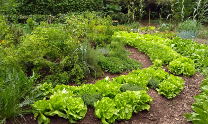 Curso Como Fazer Uma Horta ensina cultivo agroecológico