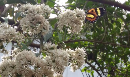Curso Jardins Amigos da Fauna promove conservação na UMAPAZ
