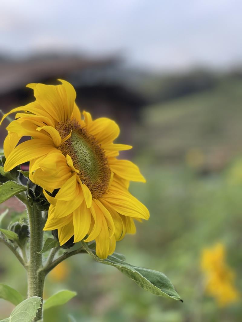 Mãos na Terra: Workshop de Jardinagem em Angelina (SC)