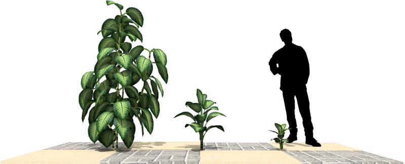 DIAM2