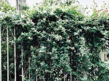 Lonicera japonica (Madressilva)