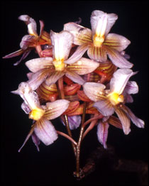 Dendrobium Jiewhoei