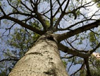 Bairro de São Paulo é contemplado com estudo para preservação de árvores 