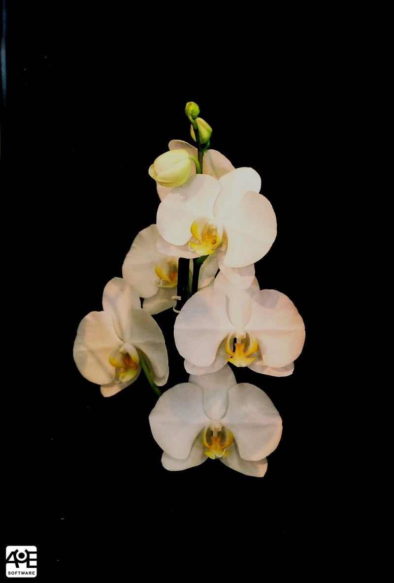 101095 - PHHI - Phalaenopsis ´Hita´
