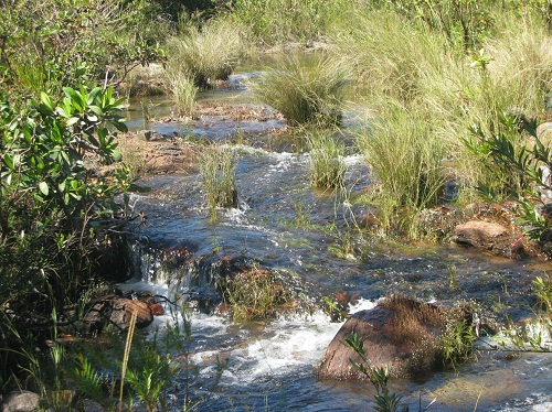 Parceria promove monitoramento e reflorestamento de córregos no Distrito Federal
