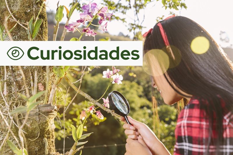 Tetos verdes em Seul
