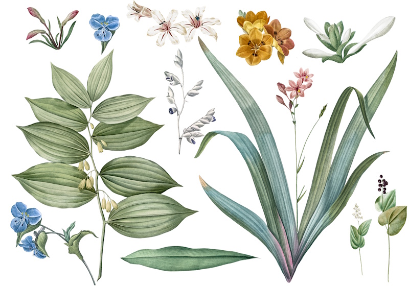 Flores que mudam de cor